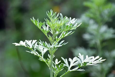 驅邪|艾草驅邪有效嗎？了解艾草驅邪由來、艾草功效與更多。